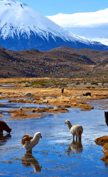 Parque Nacional Lauca