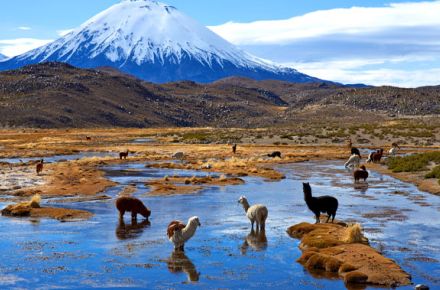 Parque Nacional Lauca